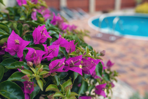 Violet bougainvillea flowers bloom