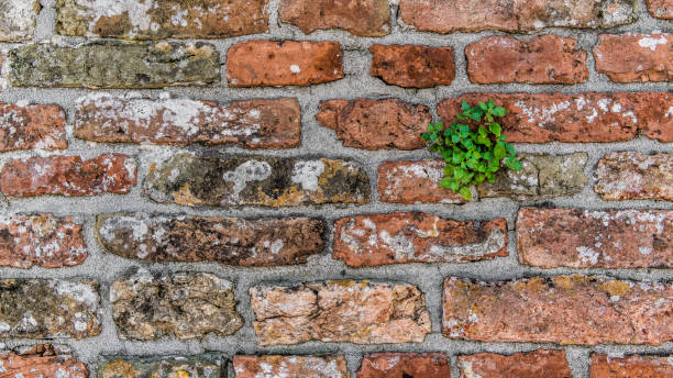 old medieval venetian wall - dorsoduro quarter imagens e fotografias de stock