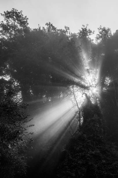 istock View of a forest with sunrays cutting through the mist and trees 1166945129