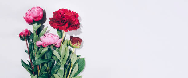 istock Pink peonies and leaves with hard shadow on pastel background, copy space. Trendy pattern, summer concept. Top view. 1166945339