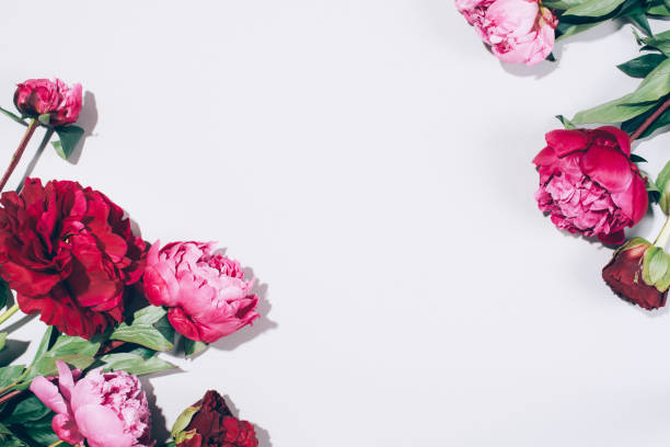istock Pink peonies and leaves with hard shadow on pastel background, copy space. Trendy pattern, summer concept. Top view. 1166945342
