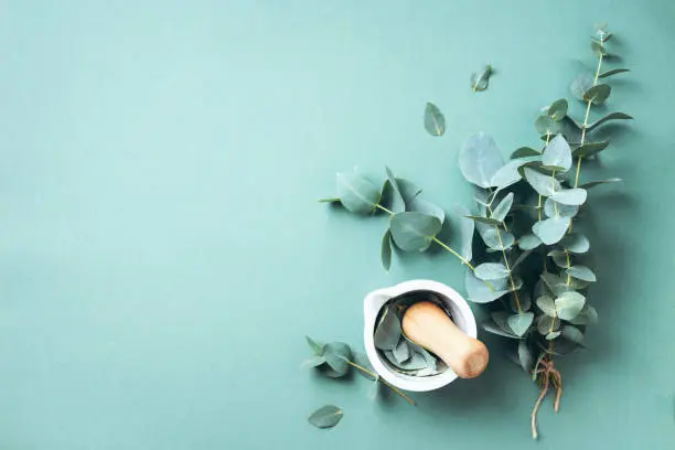 Photo of Eucalyptus leaves and white mortar, pestle. Ingredients for alternative medicine and natural cosmetics. Beauty, spa concept