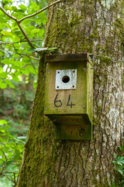 istock Nest box in a national nature reserve 1166945521