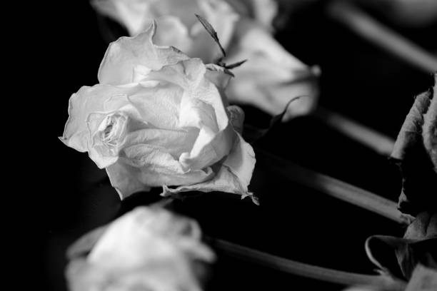 istock Withered white roses on a dark background close up, black and white 1166945746