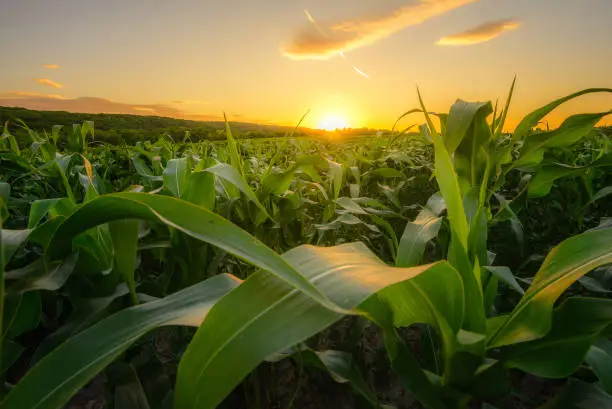Young green corn growing on the field at sunset. Young Corn Plants. Corn grown in farmland, cornfield.