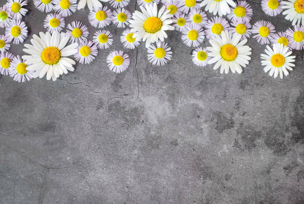 meadow with daisies