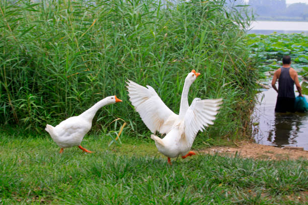 istock white goose on the grass 1166947750