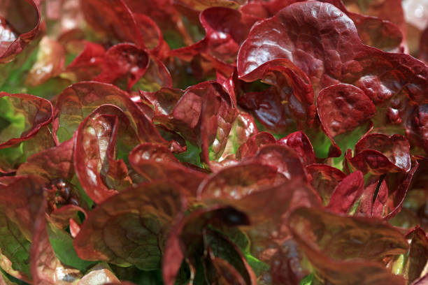 istock Red Oak Leaf Lettuce on the Field in Germany 1166948491