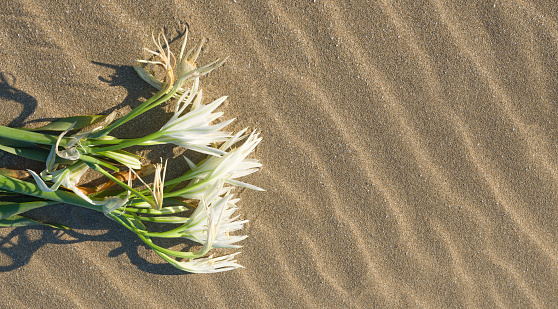 white lilies on the sand
