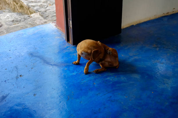 istock The dog and the blue floor 1166949003