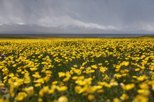 Yellow flower field and mountains
