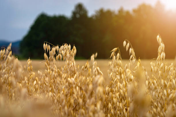ripe oats in the field against the sky oats in the field yellow background oat crop photos stock pictures, royalty-free photos & images
