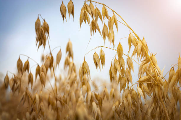 istock ripe oats in the field against the sky 1166951090
