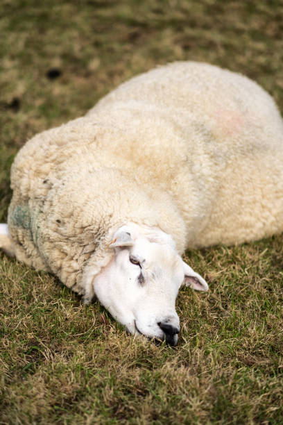 istock And English sheep taking a rest in the spring sunshine 1166951467