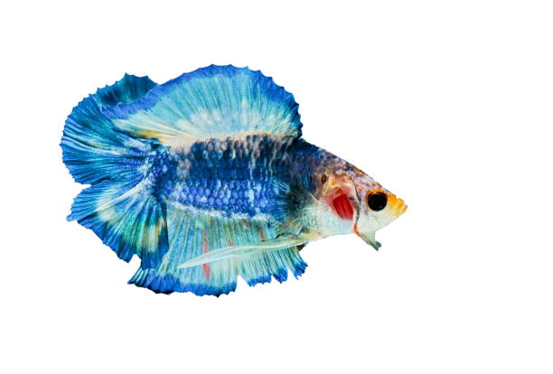 istock Betta Fish, Betta splendens ,Siamese fighting fish, blue fish on White background. 1166951799