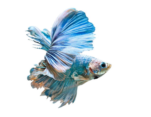 istock Betta Fish, Betta splendens ,Siamese fighting fish, blue fish on White background. 1166951807
