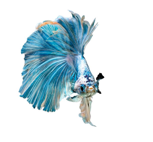 istock Betta Fish, Betta splendens ,Siamese fighting fish, blue fish on White background. 1166951830
