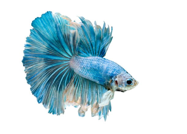 istock Betta Fish, Betta splendens ,Siamese fighting fish, blue fish on White background. 1166952361