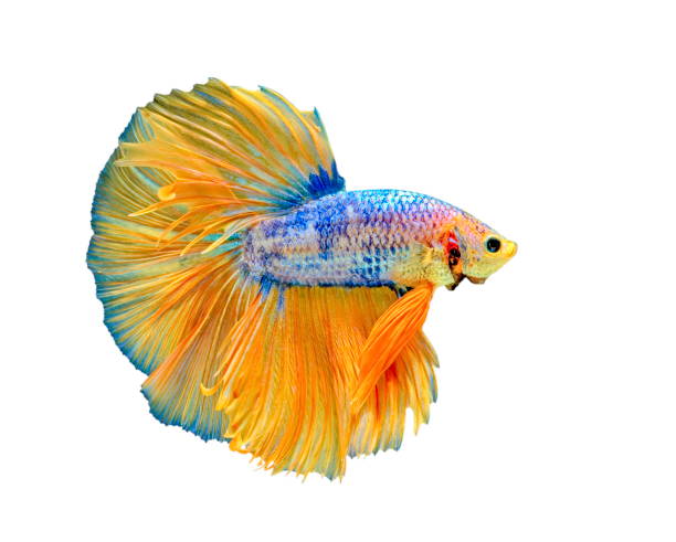 istock Betta Fish, Betta splendens ,Siamese fighting fish, yellew fish on White background. 1166952365