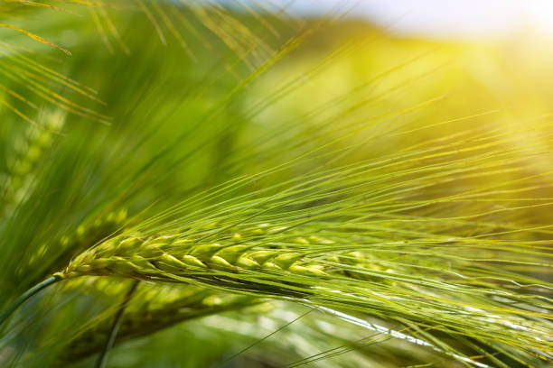 шипы зеленого пивоваренного ячменя в поле. - barley grass field green стоковые фото и изображения