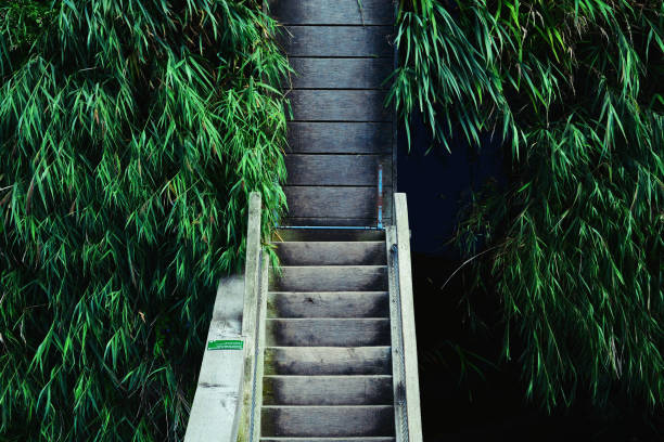 Pontoon and stairs surrounded by water and green vegetation.