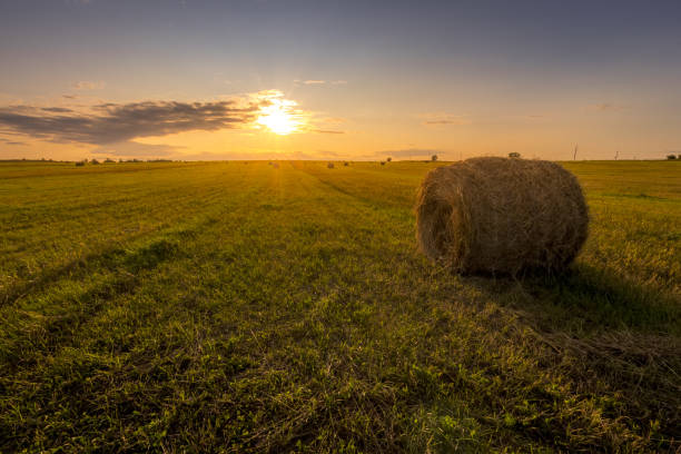istock A field with haystacks on a sunset on a summer evening. 1166952928