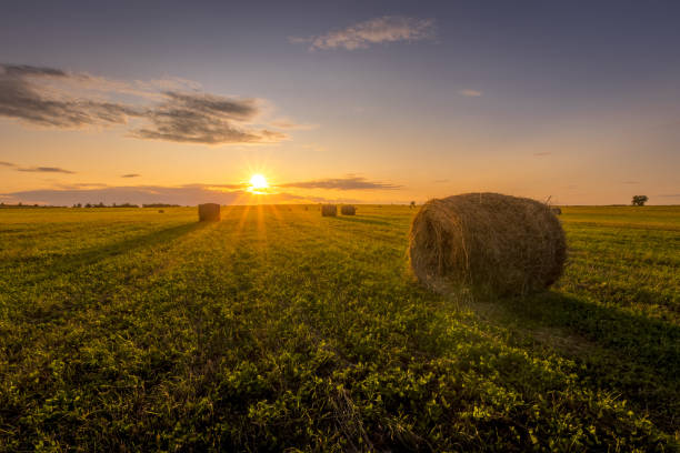 istock A field with haystacks on a sunset on a summer evening. 1166952956