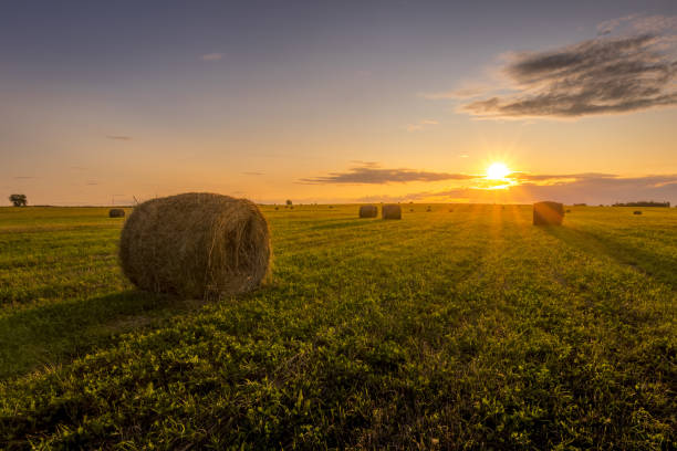 istock A field with haystacks on a sunset on a summer evening. 1166952964