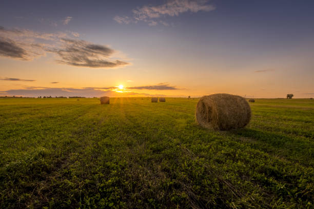 istock A field with haystacks on a sunset on a summer evening. 1166952969