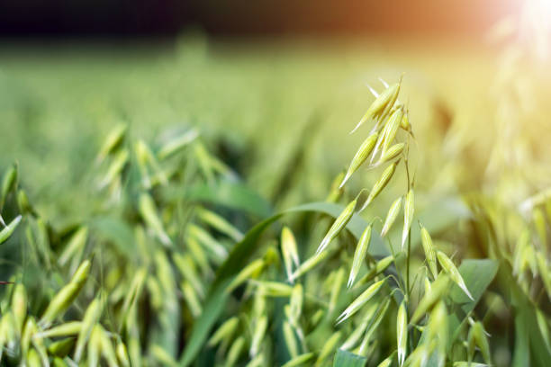 green oat field on summer day
