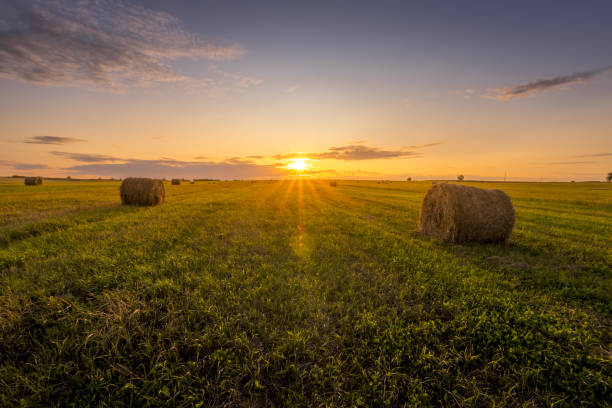 istock A field with haystacks on a sunset on a summer evening. 1166953031