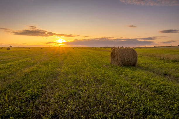 istock A field with haystacks on a sunset on a summer evening. 1166953040
