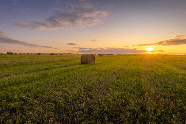 istock A field with haystacks on a sunset on a summer evening. 1166953047