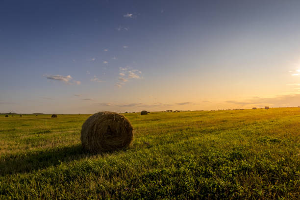 istock A field with haystacks on a sunset on a summer evening. 1166953146