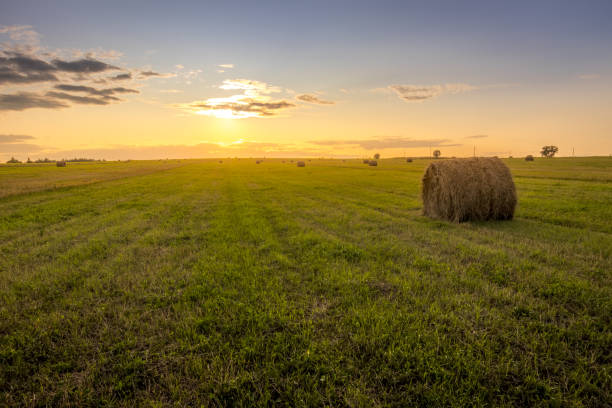 istock A field with haystacks on a sunset on a summer evening. 1166953161