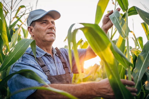 istock Senior farmer examining corn before harvest 1166954466