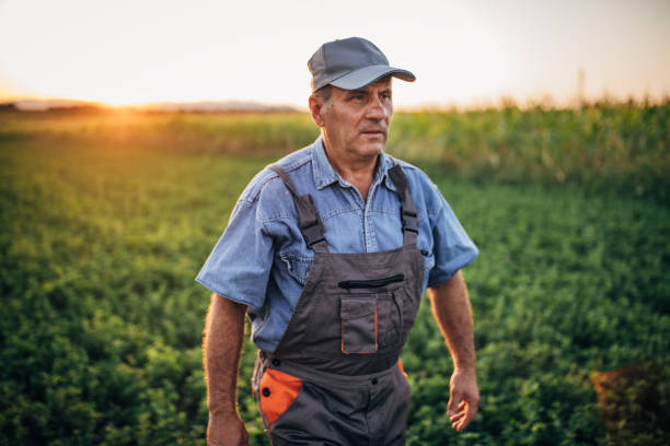 istock Senior farmer in field in the morning 1166954566