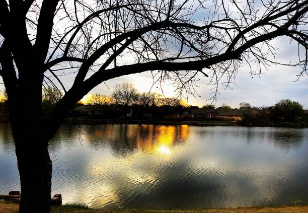 istock Silhouette of a tree with the sunset casting reflections in the lake 1166955802