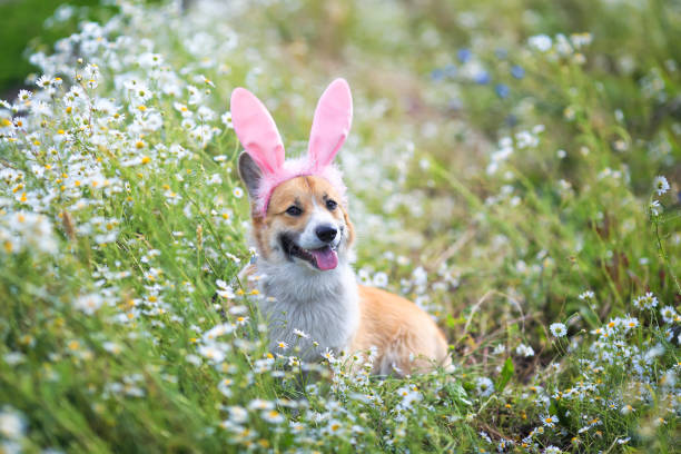 contento perro perrito rojo corgi en las orejas festivas de conejo rosa de pascua se sienta en el prado rodeado de flores de manzanilla blanca en un día soleado claro lengua divertida que sobresale - dog smiling animal tongue pink fotografías e imágenes de stock