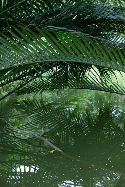 istock Mangrove or Nypa palm tree in Thailand 1166956632