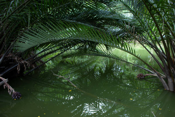 istock Mangrove or Nypa palm tree in Thailand 1166956688
