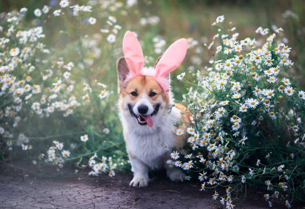 lindo perro perrito feliz rojo corgi en las orejas festivas de conejo rosa pascual en la pradera se encuentra en flores de manzanilla blanca en un día soleado claro - dog smiling animal tongue pink fotografías e imágenes de stock
