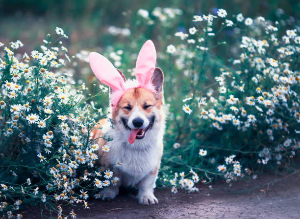 lindo perro perrito feliz rojo corgi en las orejas festivas de conejo rosa pascual en la pradera se encuentra en flores de manzanilla blanca en un día soleado claro - dog smiling animal tongue pink fotografías e imágenes de stock