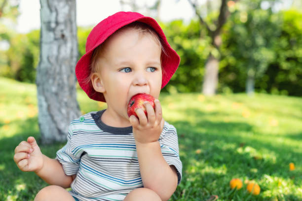 녹색 잔디에 앉아 나무 아래 과일 정원에서 잘 익은 육즙이 유기농 사과를 먹고 행복 귀여운 사랑스러운 유아 소년의 초상화. 재미 코 카 서 스 금발의 아이 즐기는 수확 과일 에 과수원 - juicy childhood colors red 뉴스 사진 이미지