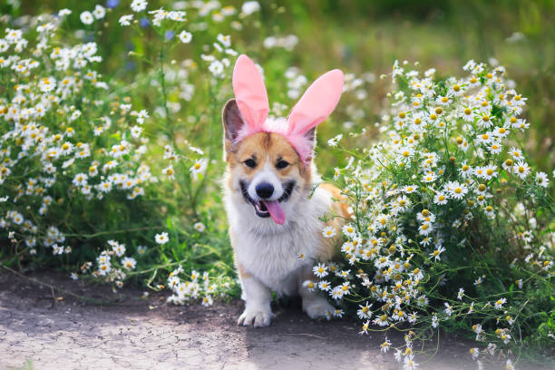 lindo perro perrito rojo corgi en semana rosa conejo orejas se sienta en un prado rodeado de flores de manzanilla blanca en un día soleado claro - dog smiling animal tongue pink fotografías e imágenes de stock
