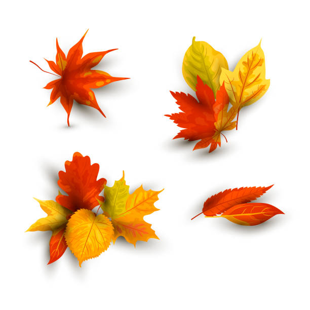 herbst fallende blätter gesetzt. - leaf autumn falling tree stock-grafiken, -clipart, -cartoons und -symbole