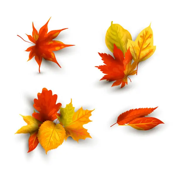 Vector illustration of Autumn falling leaves set.