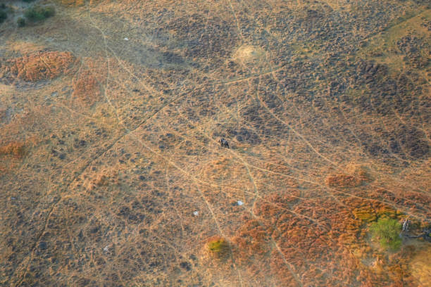 Elephant from the air in the Okavango Delta stock photo