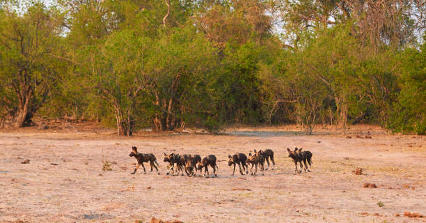 istock Pack of wild dog puppies 1166961329
