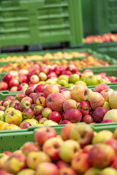 istock Many ripe fall apples in a container in autumn 1166963376